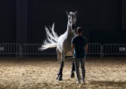 La ciudad reluce entre caballos de pura raza