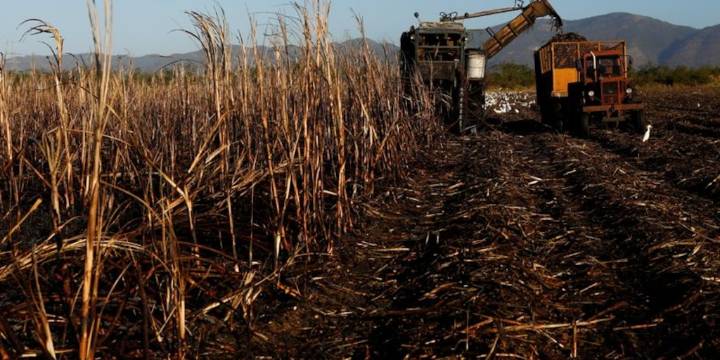 Crisis en Cuba: la cosecha de azúcar no alcanzó las 150.000 toneladas y se convirtió en la peor en más de un siglo