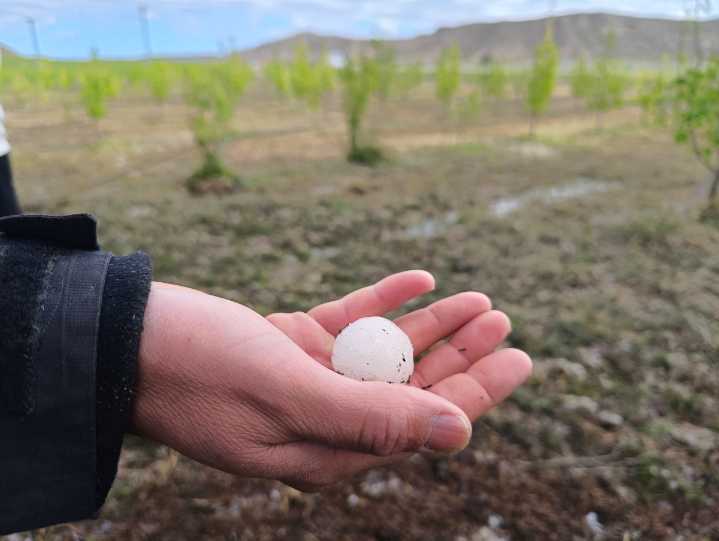 Agroalimentario | La Región destina otros 2,2 millones al seguro agrario y ya suma 7,2 millones en total