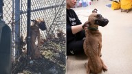 Malnourished Pup Found Tied To Fence At Vacant Missouri School Right Before It Was Too Late