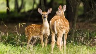 New regulations, dates set for 2025 Michigan deer hunting. What to know