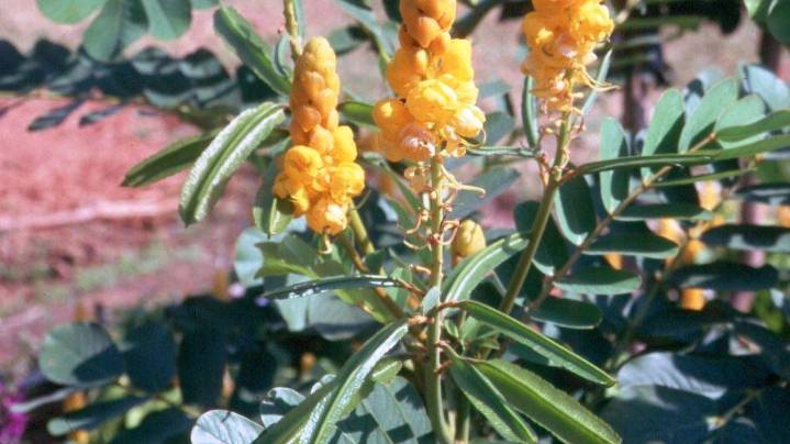 Dakota Gardener: Popcorn in the garden