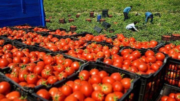Investigación macrobrote de salmonelosis en Barbastro: un tomate triturado en mal estado fue la causa