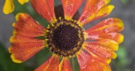 Late summer flowers bloom now