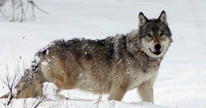 One-eyed wolf matriarch killed by rival Yellowstone pack was 1 of 17 to die in 2024