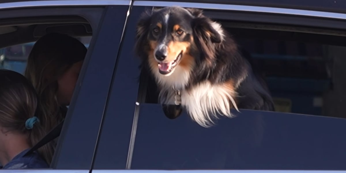 Rescue One provides drive-thru dog vaccine clinic in Springfield