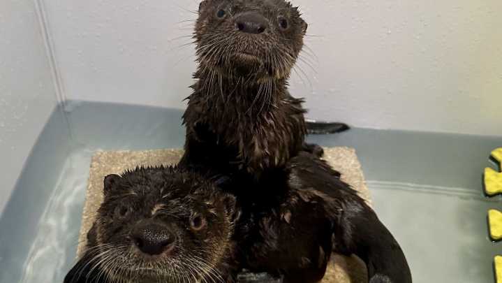 Brevard County wildlife hospital rehabilitates rescued otters