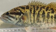 Descubren extraño pez que parece un lingote de oro en un río fronterizo entre Georgia y Carolina del Sur, resultó ser una nueva especie