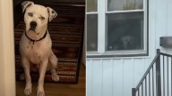Ohio Woman Shocked To Find Her Foster Dog On The Street Years Later And Rushed To Help