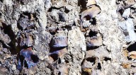 Trazan ruta para estudios del Huei Tzompantli de Tenochtitlan en el Centro Histórico