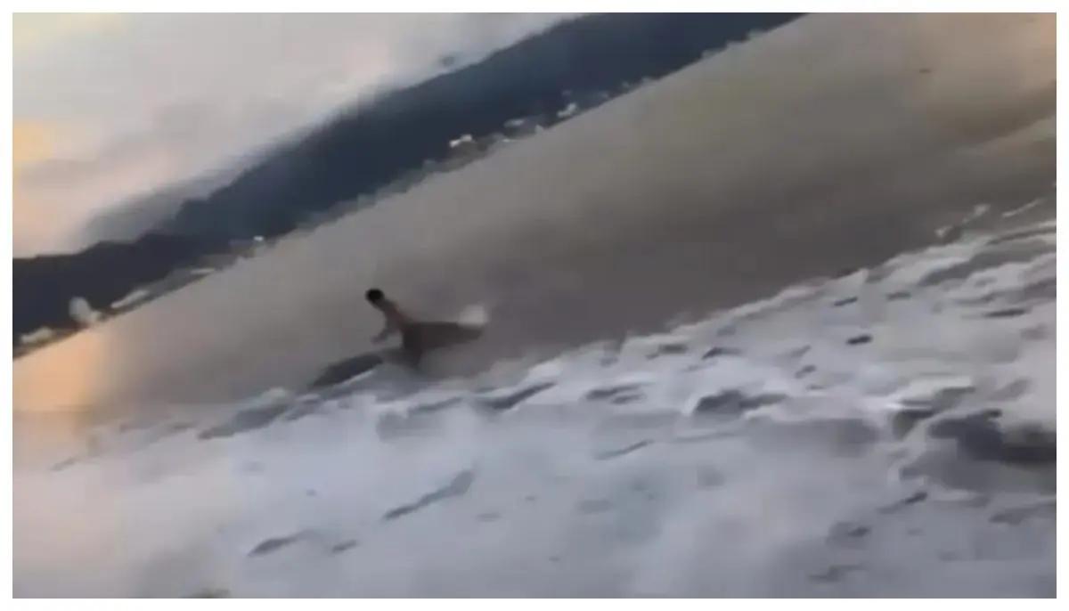 Cocodrilo no intentó atacar a joven en playa de Puerto Vallarta; expertos aseguran que reaccionó al sentirse amenazado