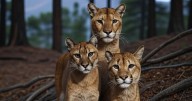 Investigan ataques a animales domésticos en Hidalgo: ¿Perros ferales o pumas?
