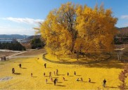 ¿Cuál es el árbol más hermoso del mundo? Los surcoreanos dicen que es el ginkgo de la aldea de Bangye