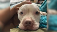 Rejected and Alone, This Shelter Dog From Pennsylvania Finally Finds The Person Who Truly Loves Him