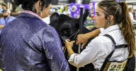 Moo-ving on up: Handlers put best hoof forward in beef cattle judging at Northwest Montana Fair