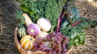 Vegetable gardens get second wind in the fall