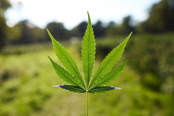 Proyecto que busca regular el cannabis de uso adulto en Colombia fue aprobado en primer debate