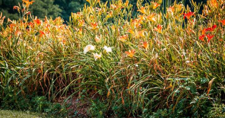 Listeners ask for garden help with their sticky daylilies, invasive worms and asparagus beetles