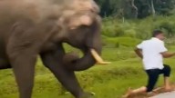 Moment bungling tourist is chased & trampled by elephant after trying to take a selfie… and landed with £200 fine