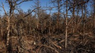 Dead trees in Hither Hills, Napeague state parks to be cut, burned due to southern pine beetle, wildfire concerns