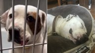 Dog Rescued From High-Euthanasia Shelter In California Breaks Hearts With Her Backstory