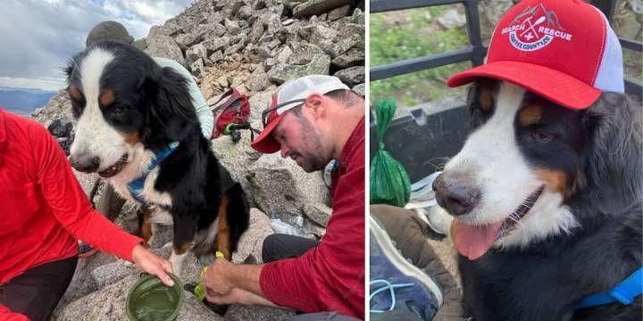 Chaffee County Search and Rescue helps two pups in distress on Mount Princeton