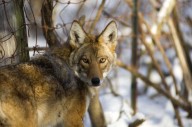 Michigan game regulators commit to expand coyote killing, but no rules changed yet