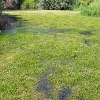 Yakima River stargrass project to boost salmon survival gets underway in September
