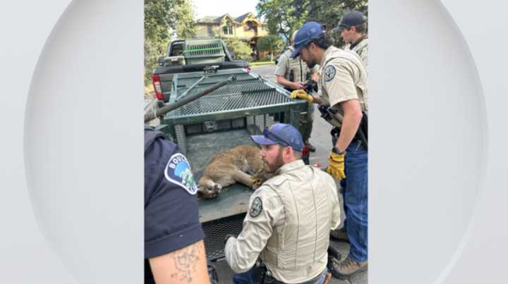 Mountain lion that killed dog captured, relocated