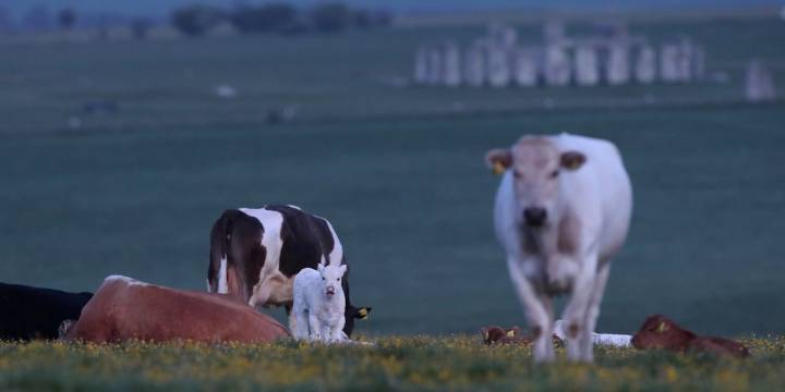 ¿Una vaca ayudó a construir Stonehenge? El hallazgo que cambia la historia del monumento