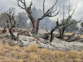 Lightning Strikes Cause 17 Wildfires In Moffat County  