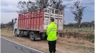 Interceptaron un camión con hacienda sin documentación en la Ruta 1: hallaron 6 novillos y 9 vaquillonas