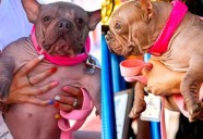 Petunia, la perrita más fea del Mundo 2025
