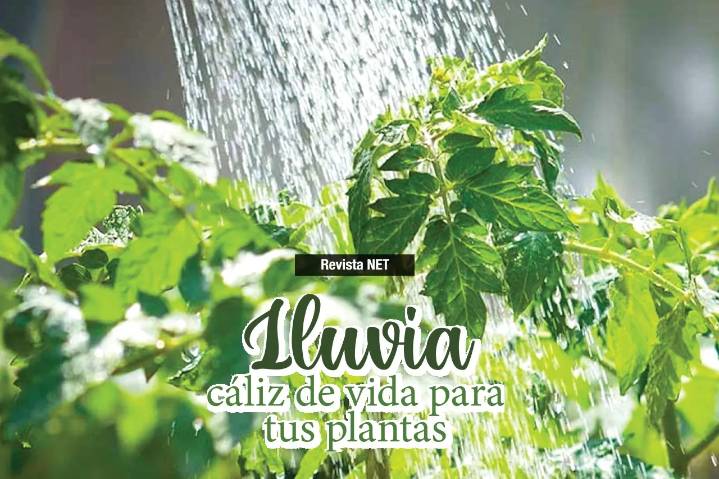 Agua de lluvia: el secreto natural para que tus plantas florezcan