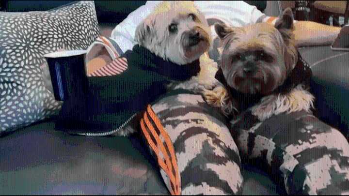 Owner of 2 dogs mauled to death in Chicago suburb recounts attack