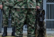 Perros antiexplosivos Léster y Telmo murieron en ataque en Amalfi, Antioquia