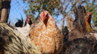 Tras superación de brote de gripe aviar: Chile retomará ingreso de productos avícolas desde Brasil