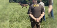 Indiana deputies round up lose horses, mules running in roadway