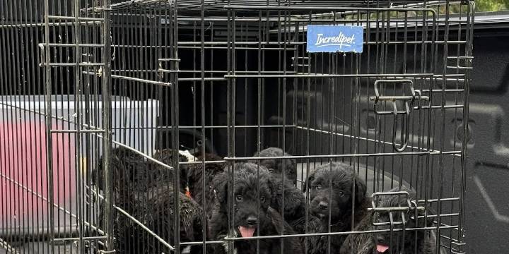 Ky. sheriff looking for people who abandoned 10 dogs