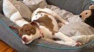 You Can Turn Your Pet Pictures Into Emoji on Your iPhone. Here's How