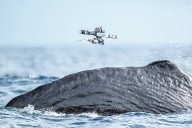 How scientists are using drones to study sperm whales
