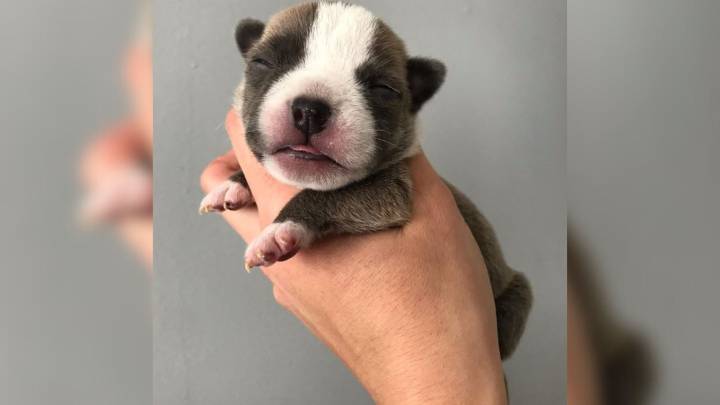 1-Day-Old Puppy Was Facing Euthanasia, Until Kind Rescuers Gave Him Hope