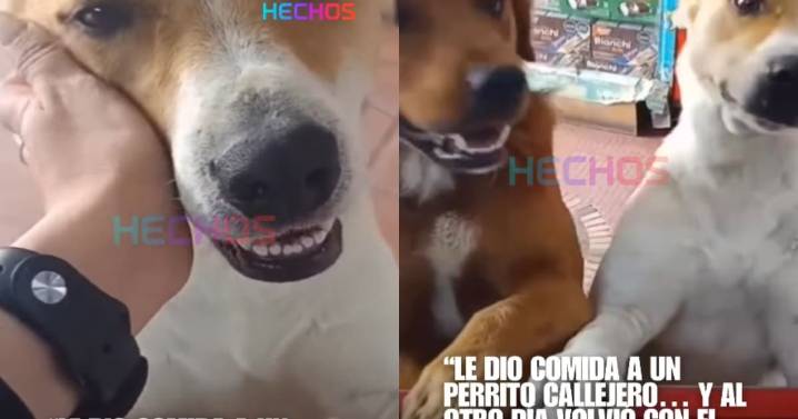 “Ojalá su negocio sea el más próspero”: tendera alimenta a un perro callejero y al día siguiente regresa con un amigo
