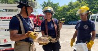 Capturan serpiente de dos metros en Veracruz