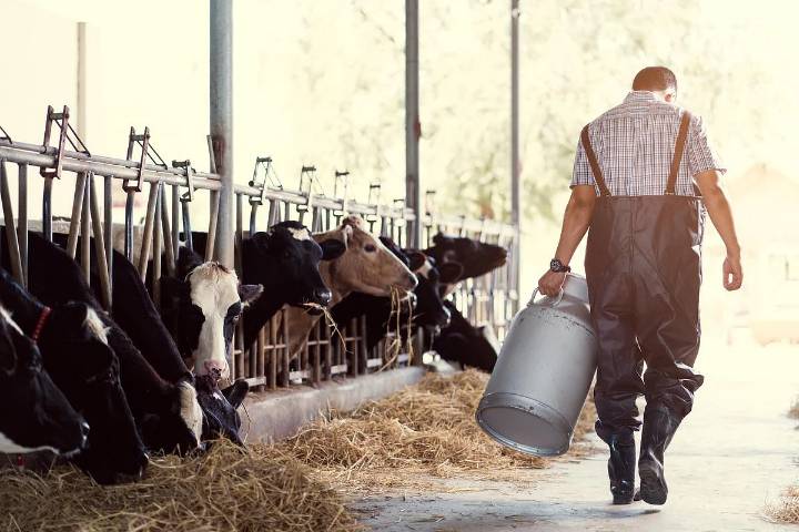 Bird Flu May Spread Through Air, Wastewater on Dairy Farms