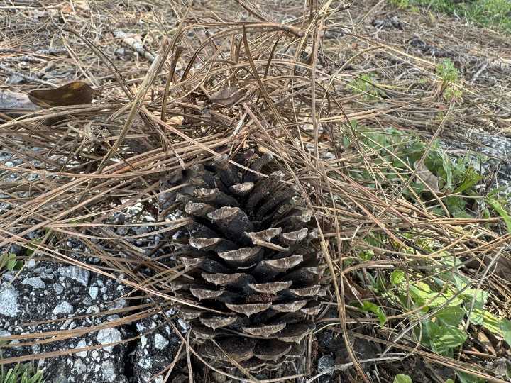 Can You Burn Yard Waste In Lufkin?