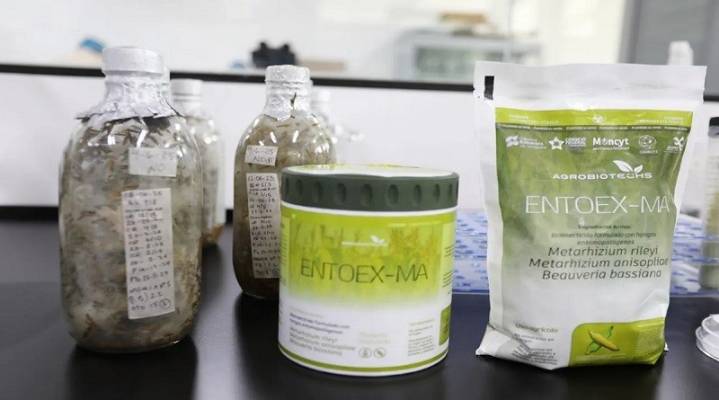 Científicos del IVIC realizan pruebas con el Entoex-Ma, bioinsecticida contra el mal de Chagas creado en Venezuela