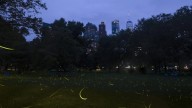 A photographer’s quest to raise awareness of fireflies under threat with dazzling images
