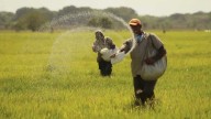 Producción de arroz superaría  680 mil toneladas este año