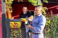 COLONIA BARANDA: Rescatan A Un Tucán En El Asilo De Ancianos